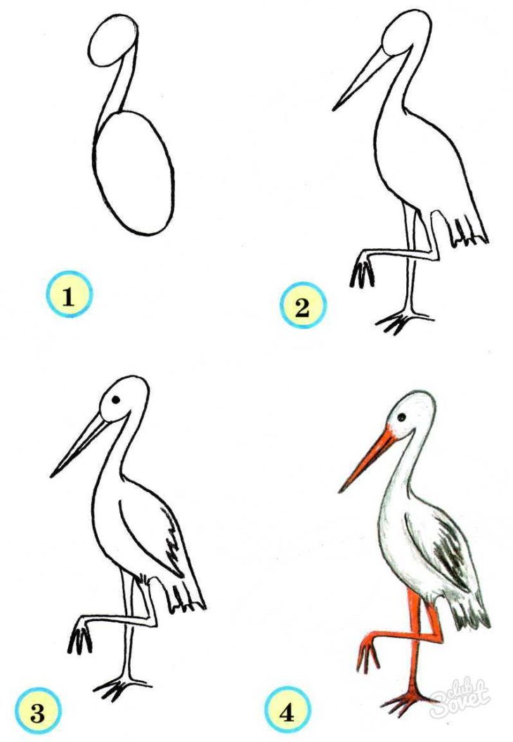Пеликан рисунок для детей карандашом