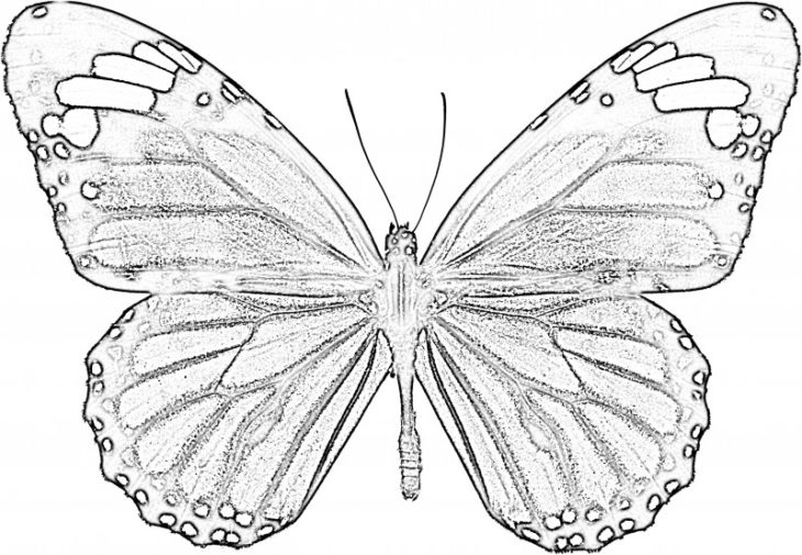 Бабочка рисунок карандашом для срисовки легкие и красивые