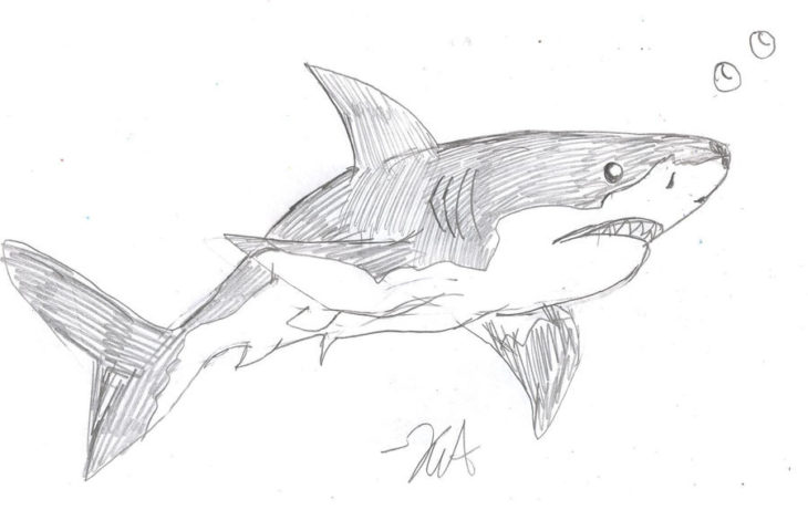 Фото нарисованной акулы
